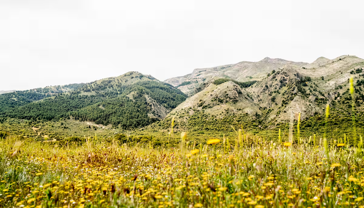 Wildflower meadow with the Sierra de Tejeda mountains near the villa