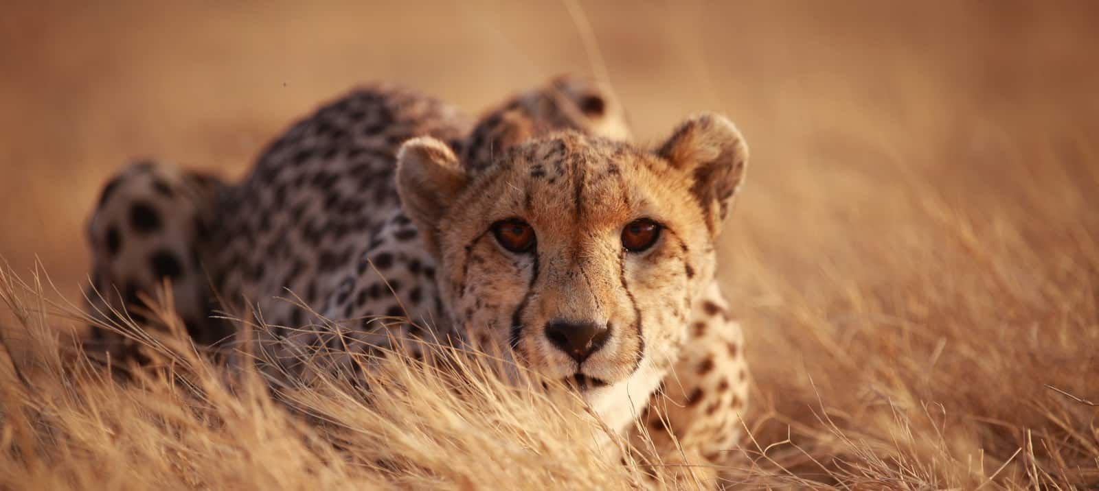 A cheetah is laying in the tall grass and looking at the camera.