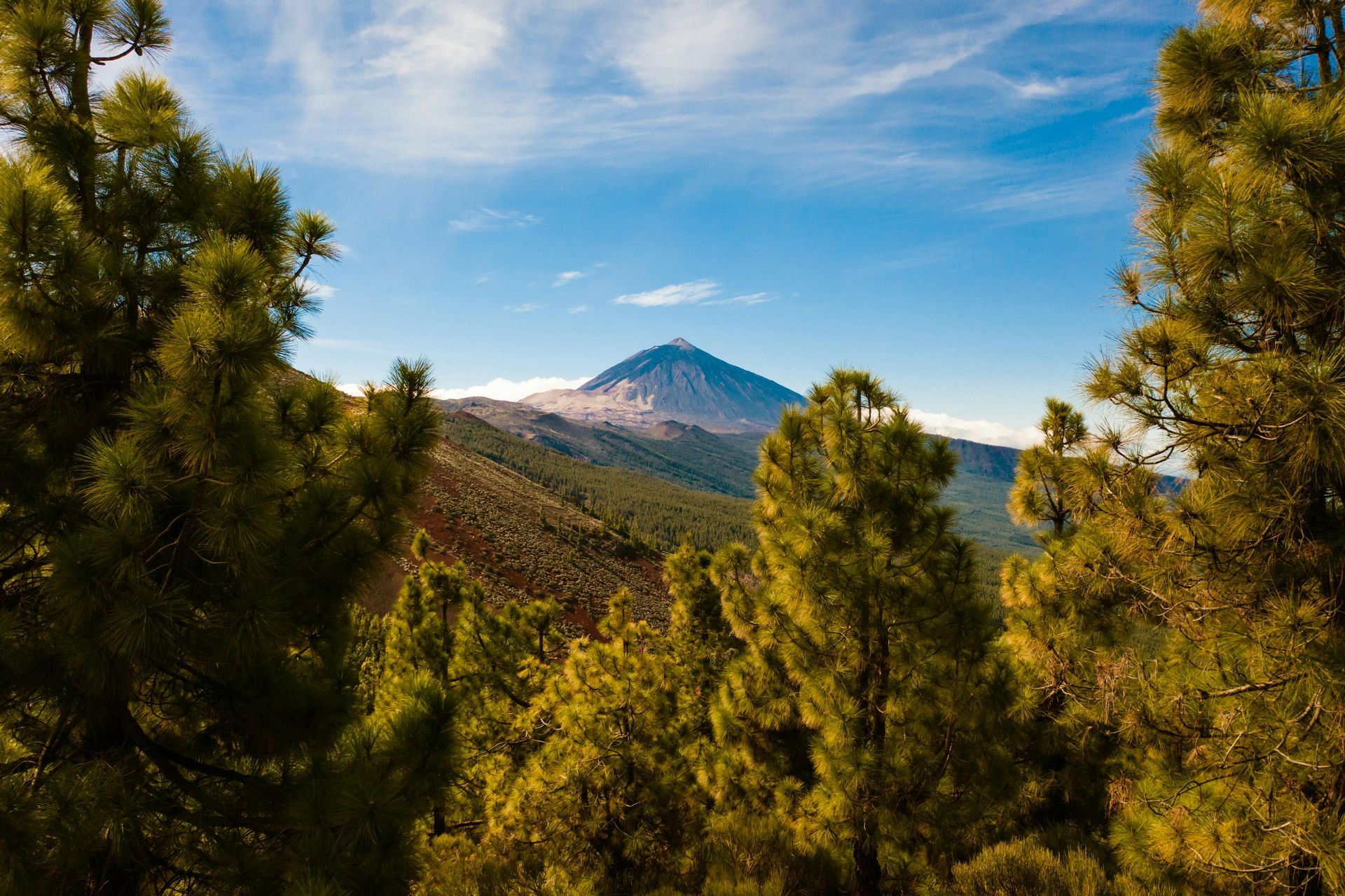 Mount Teide  peak viewed through pine trees, under a blue sky