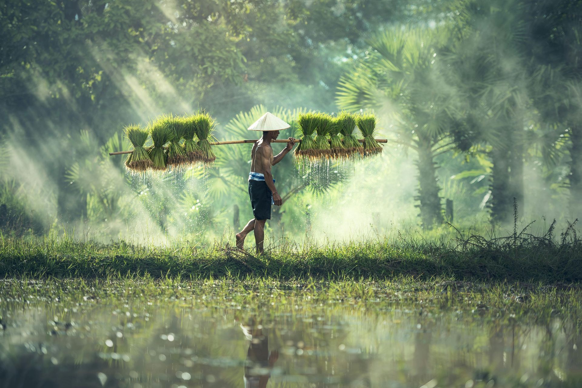 A man is carrying a bundle of rice plants on his back.