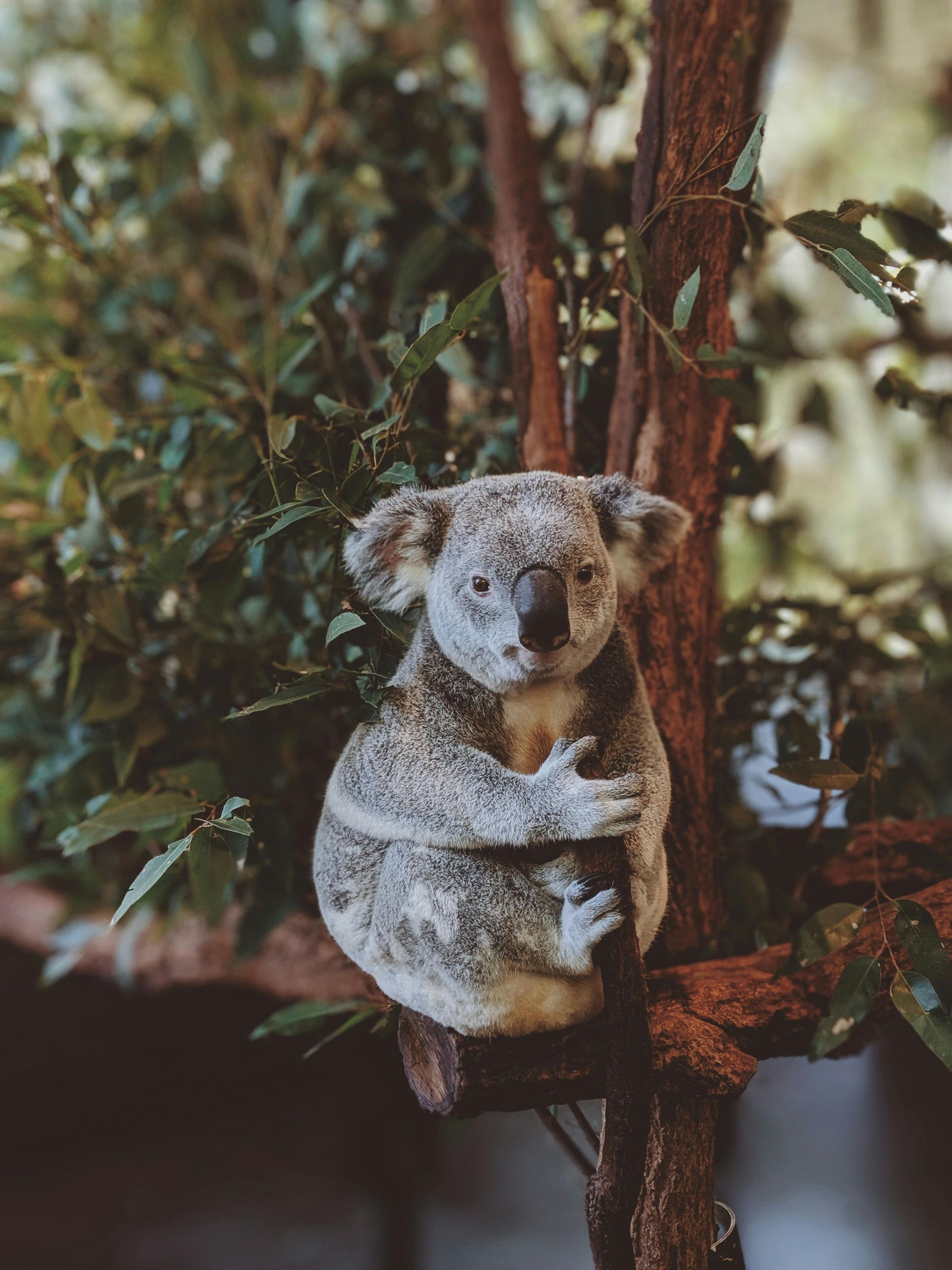 A koala bear is sitting on a tree branch.