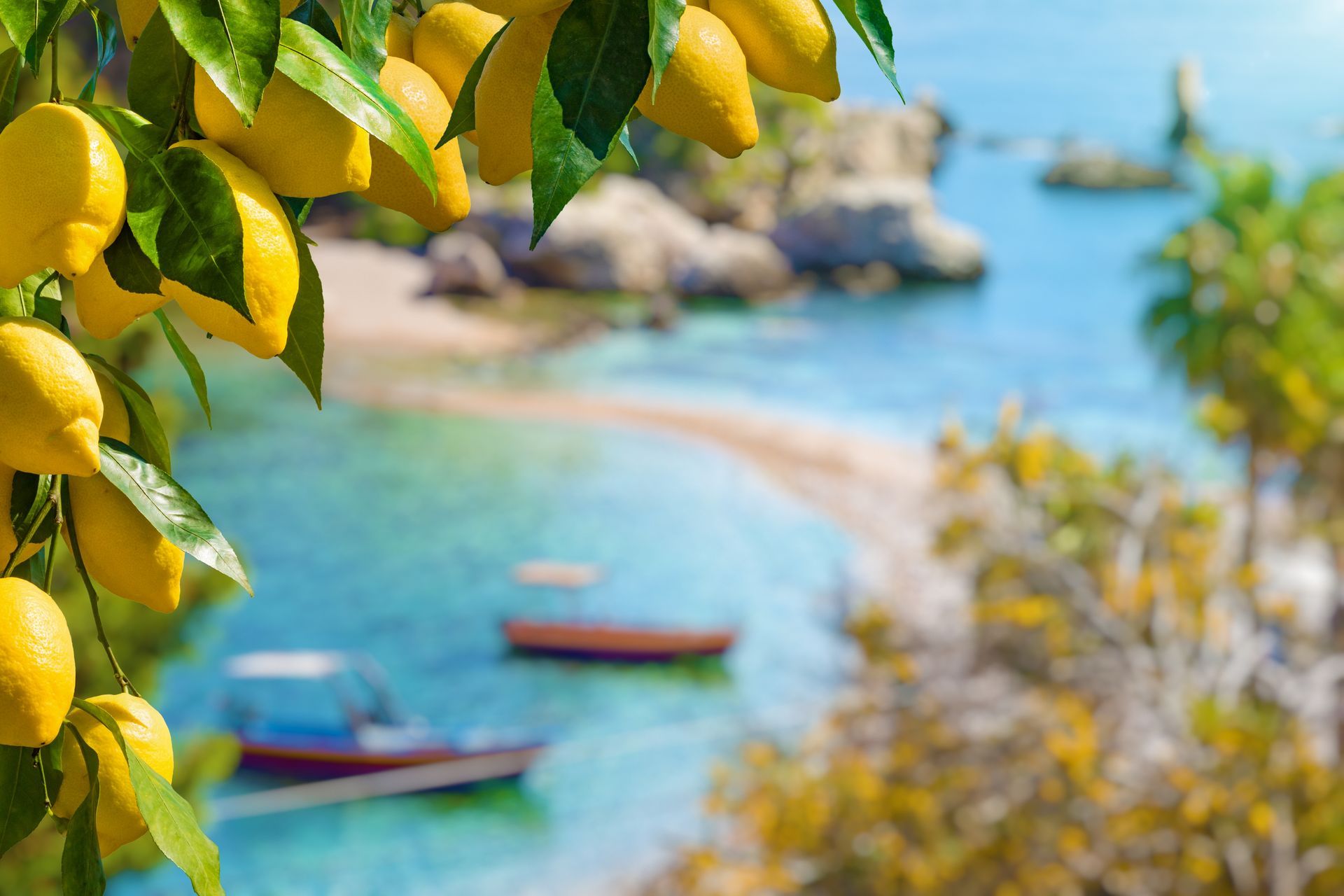 A bunch of lemons hanging from a tree with boats in the background.