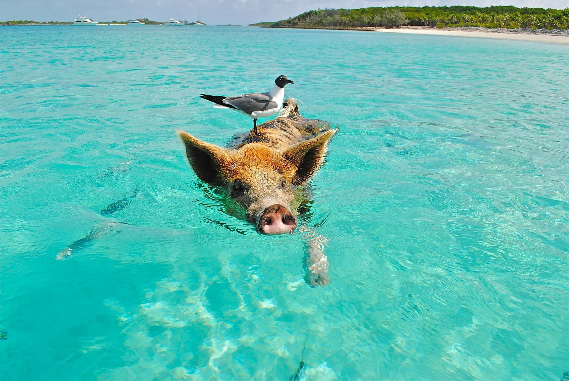 Pig swimming in turquoise water with a seagull perched on its back; beach and trees in the background.