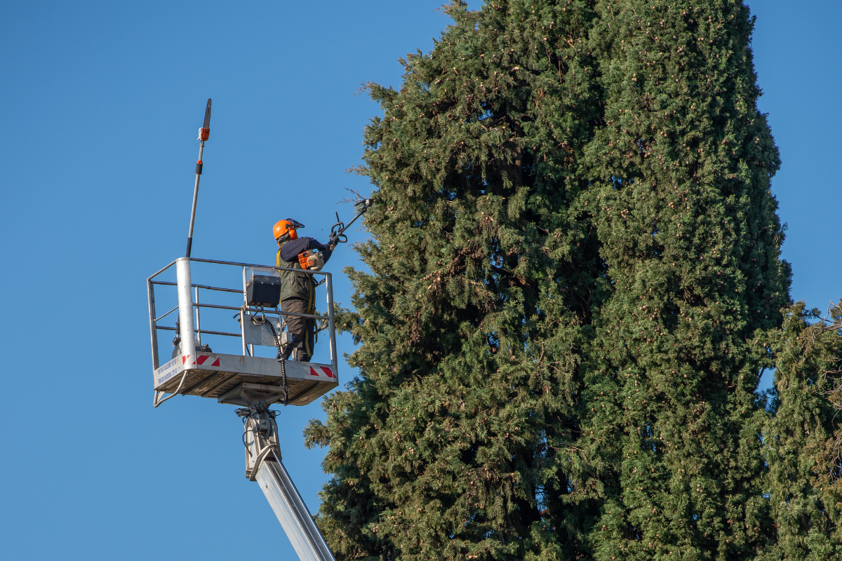 Un homme se tient debout dans un seau sur une grue en train de couper un arbre.