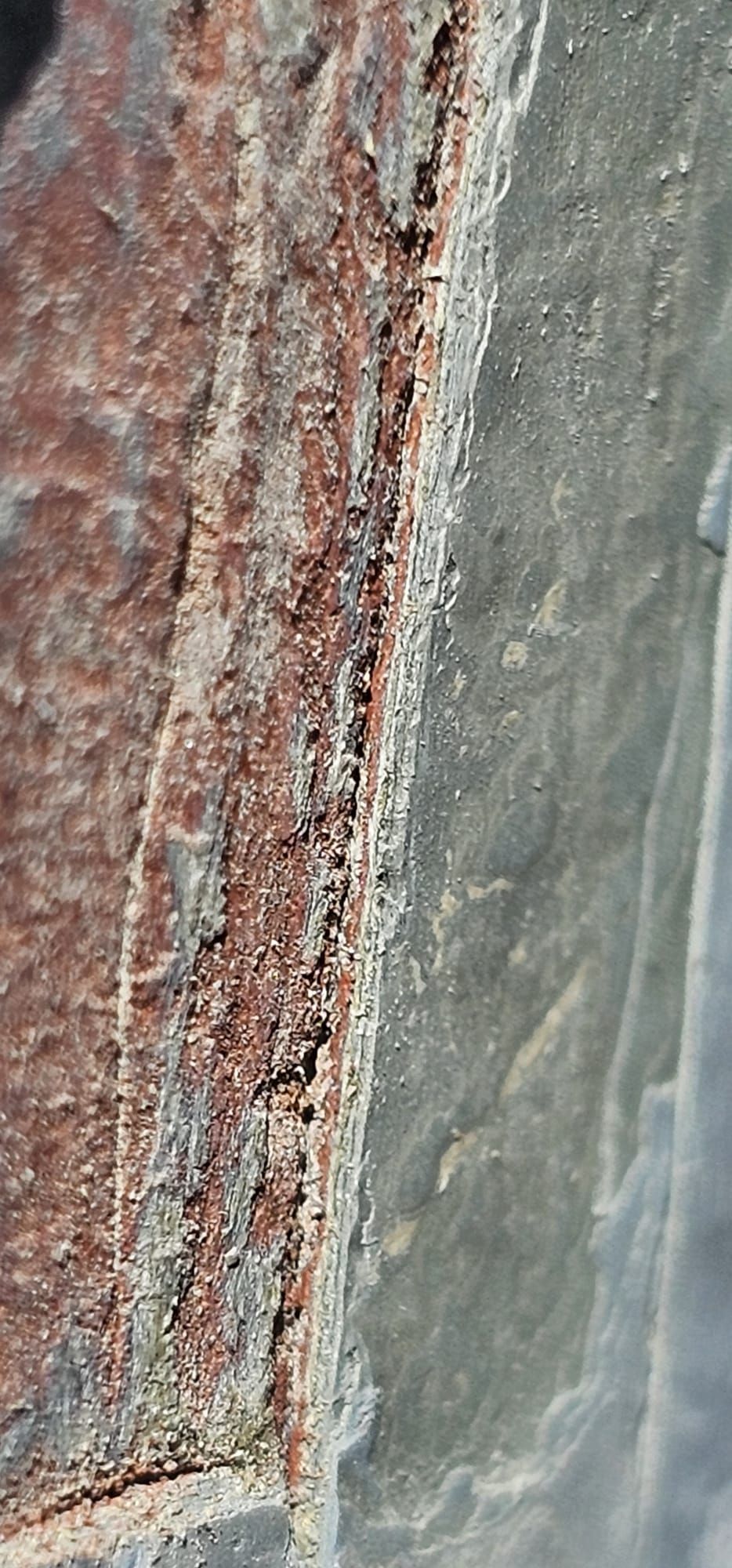 Eine Nahaufnahme eines Stücks Holz mit ein paar Ameisen darauf.