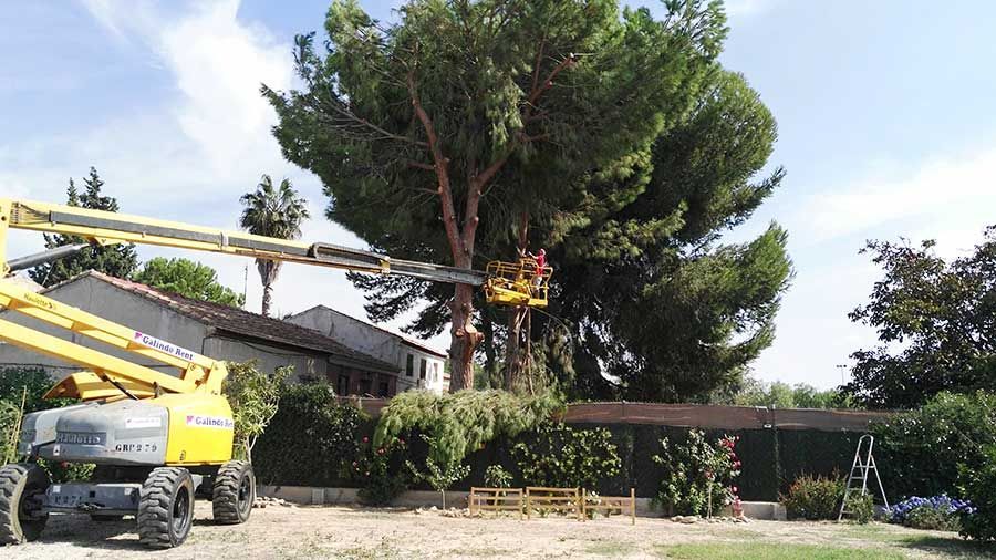 Una grulla amarilla está cortando un árbol frente a una casa.
