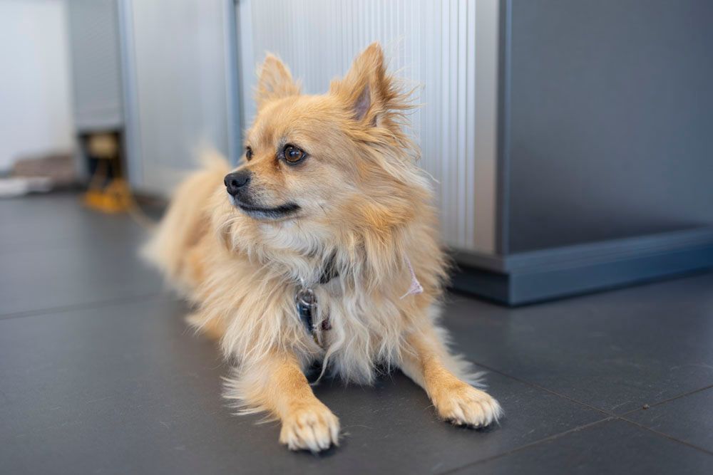 Kleiner, hellbrauner, flauschiger Hund liegt auf einem dunklen Fußboden in einem Innenraum und schaut nach links.