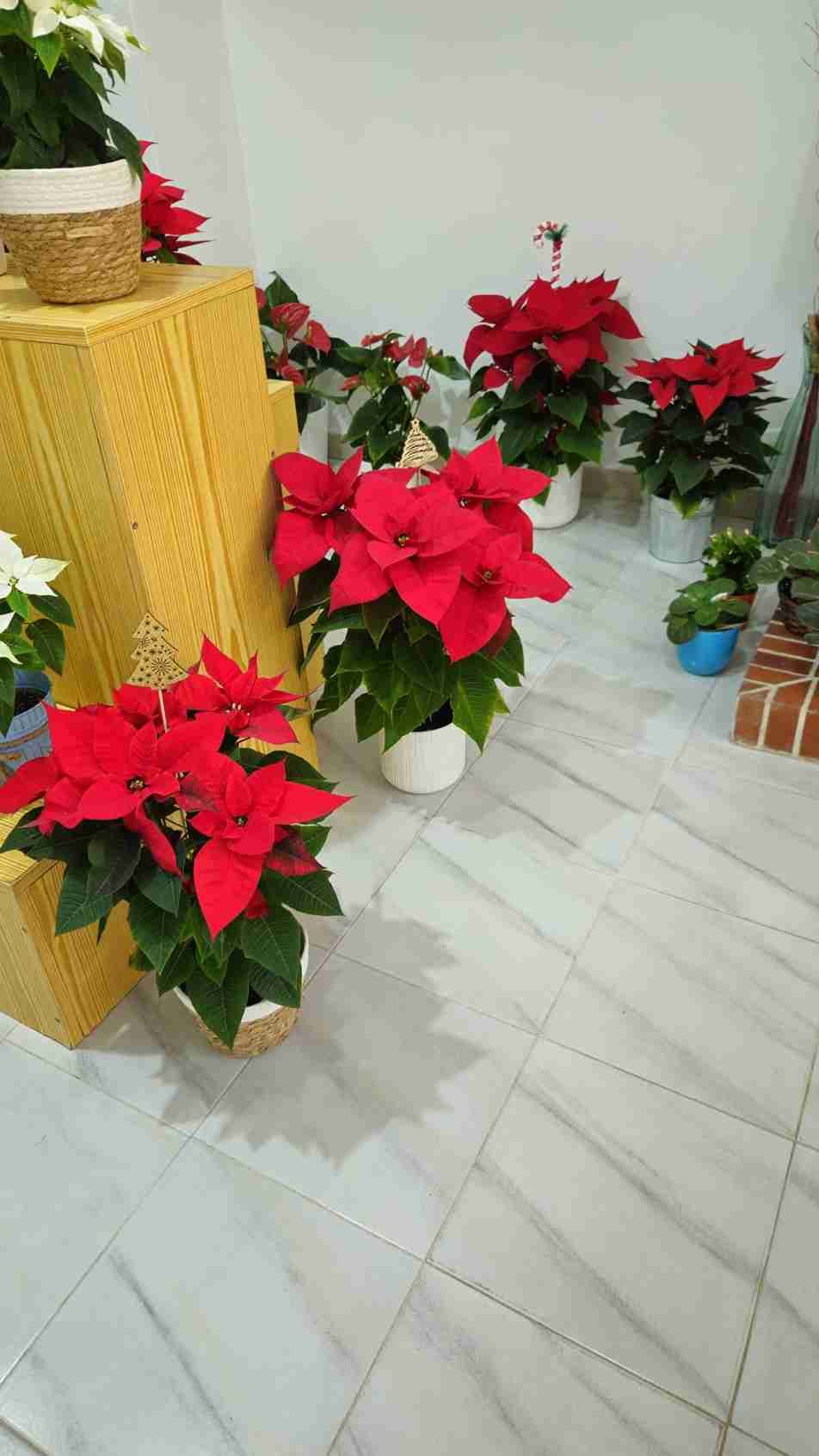 Flores de Pascua rojas en macetas, plantas y otras flores sobre un suelo de mármol, cerca de una mesa amarilla tejida.