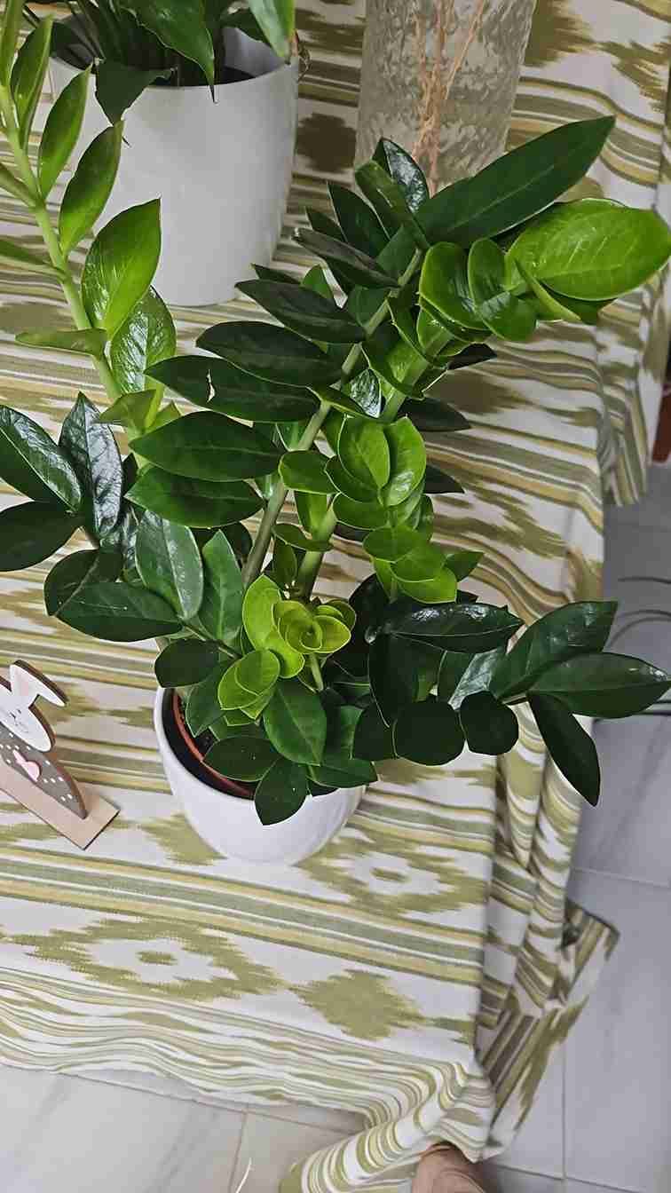 Planta ZZ en una maceta blanca, colocada sobre una mesa con un mantel estampado.