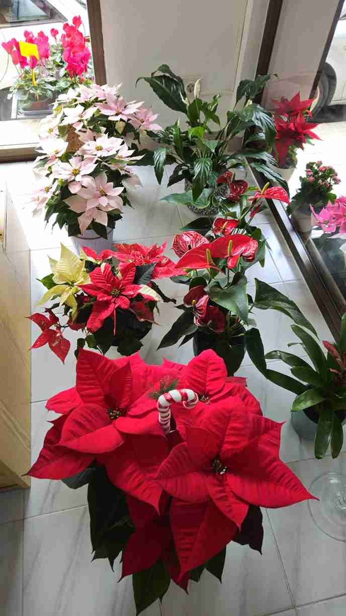 Flores de Pascua rojas, rosas y amarillas en varias macetas, sobre una superficie de baldosas.