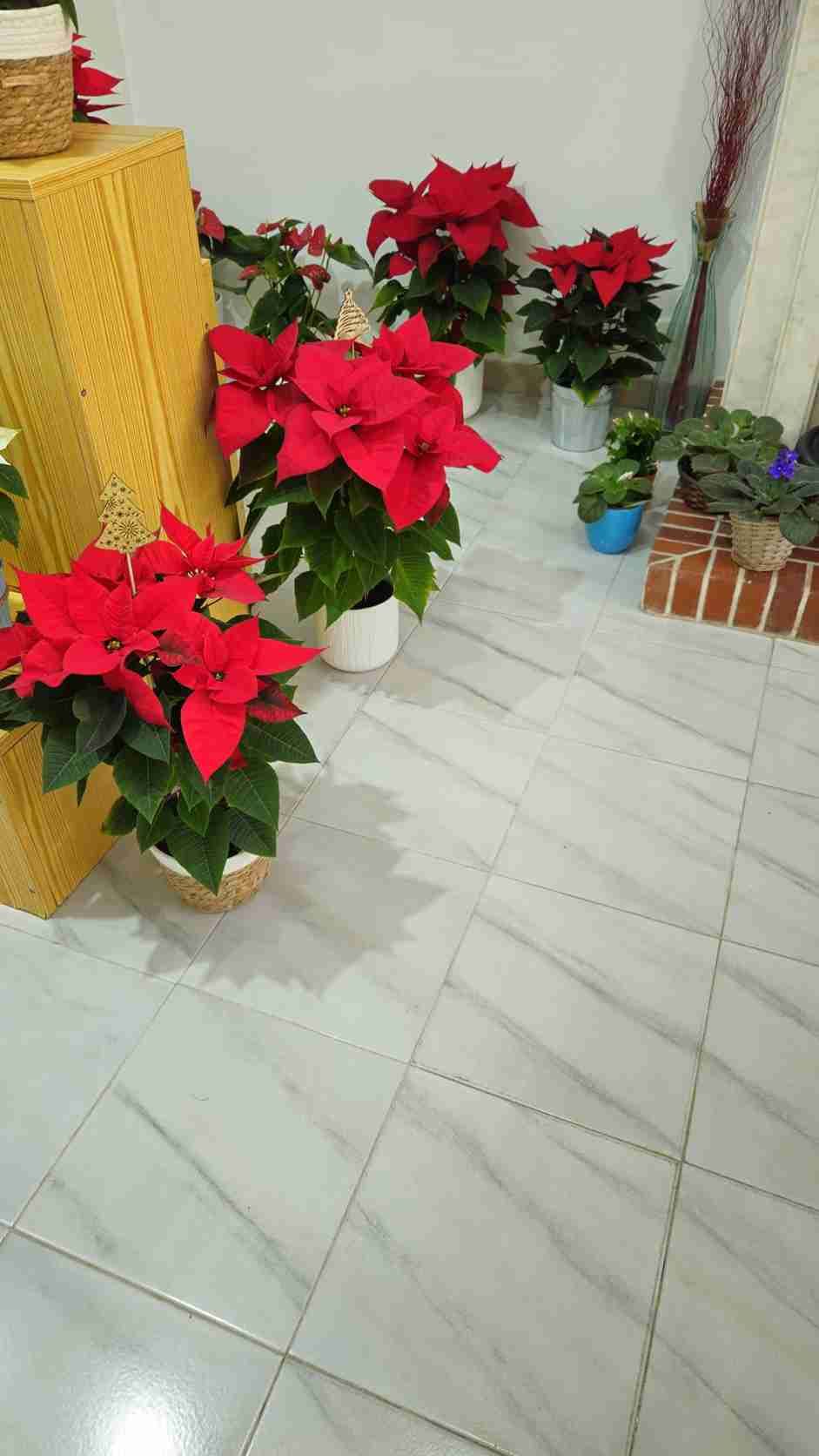 Flores de Pascua rojas en macetas blancas sobre suelo de baldosas; ambiente festivo interior.