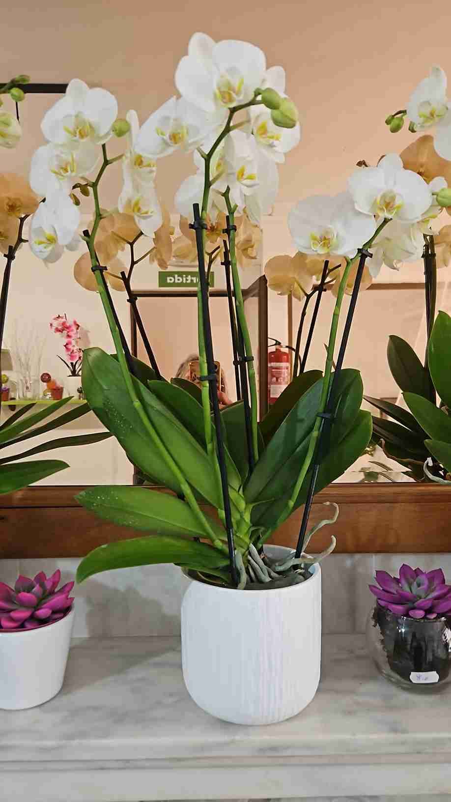 Orquídeas blancas en una maceta blanca sobre un estante de mármol con hojas verdes. También hay otras plantas en macetas blancas.