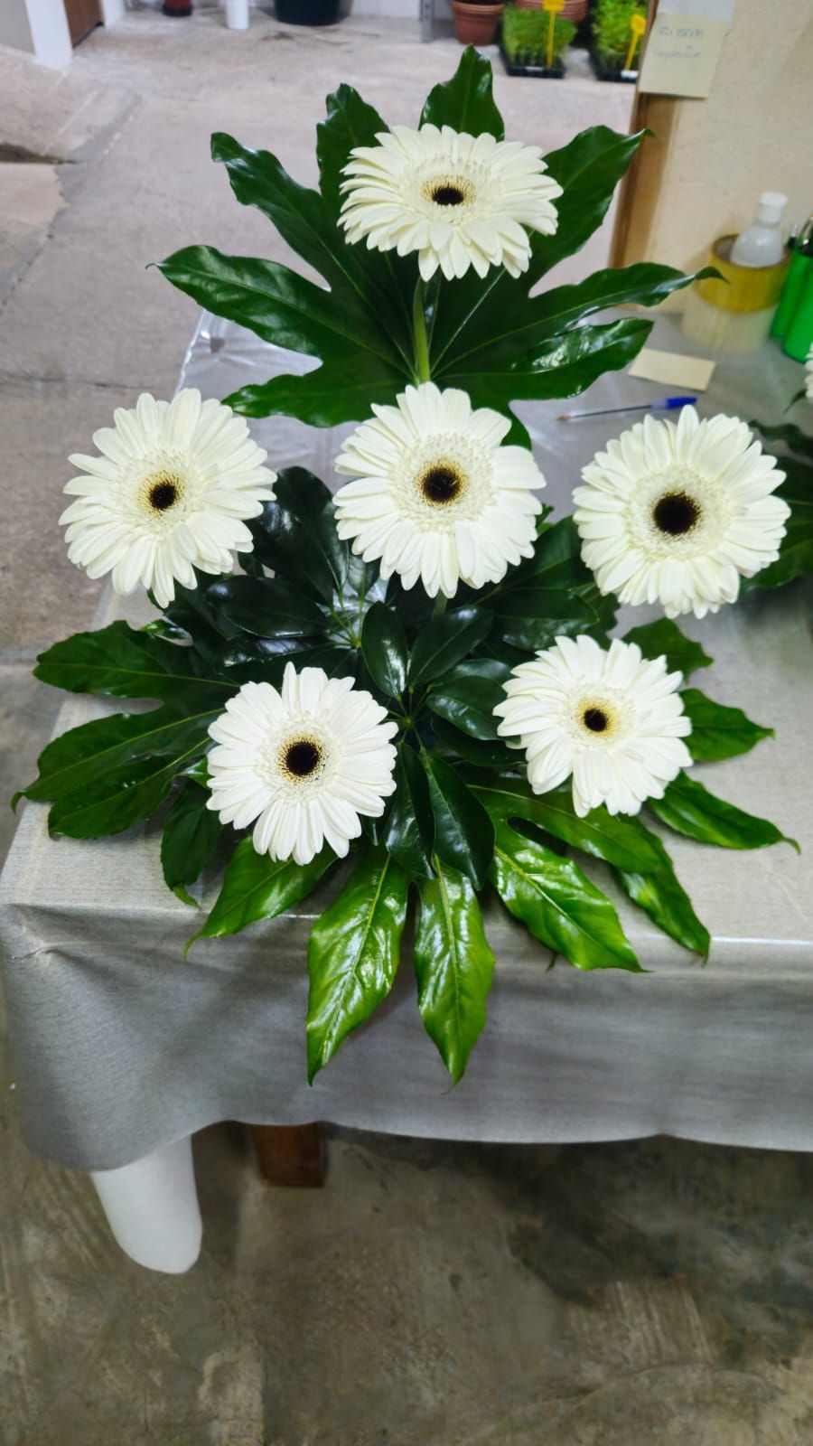 Margaritas gerberas blancas dispuestas con hojas verdes sobre una mesa.