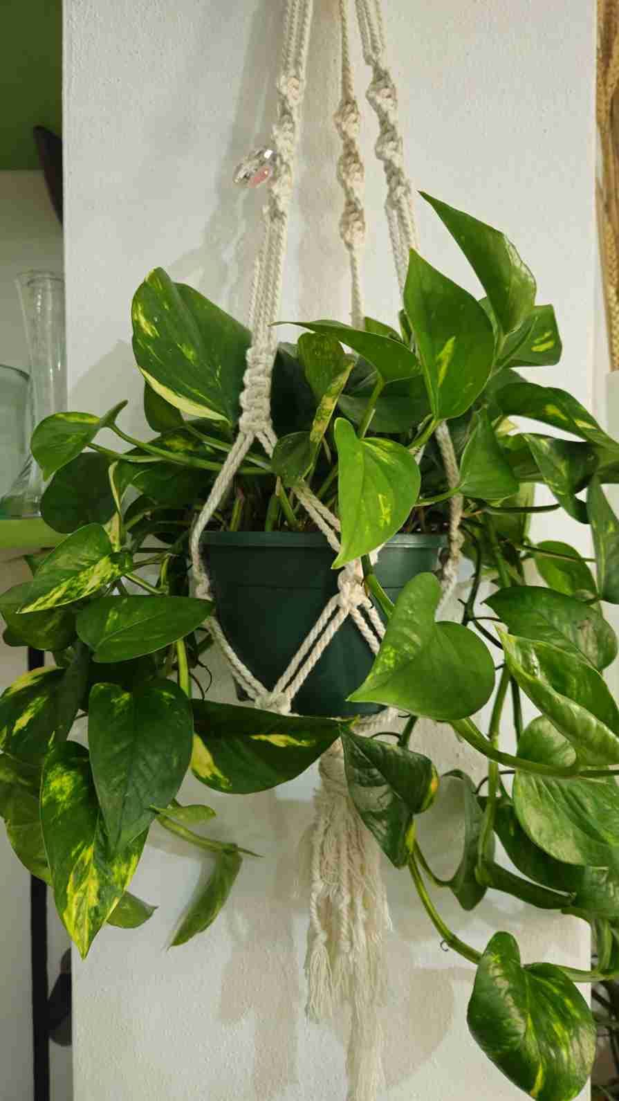 Planta de potos en una maceta verde colgada de un soporte de macramé contra una pared blanca.