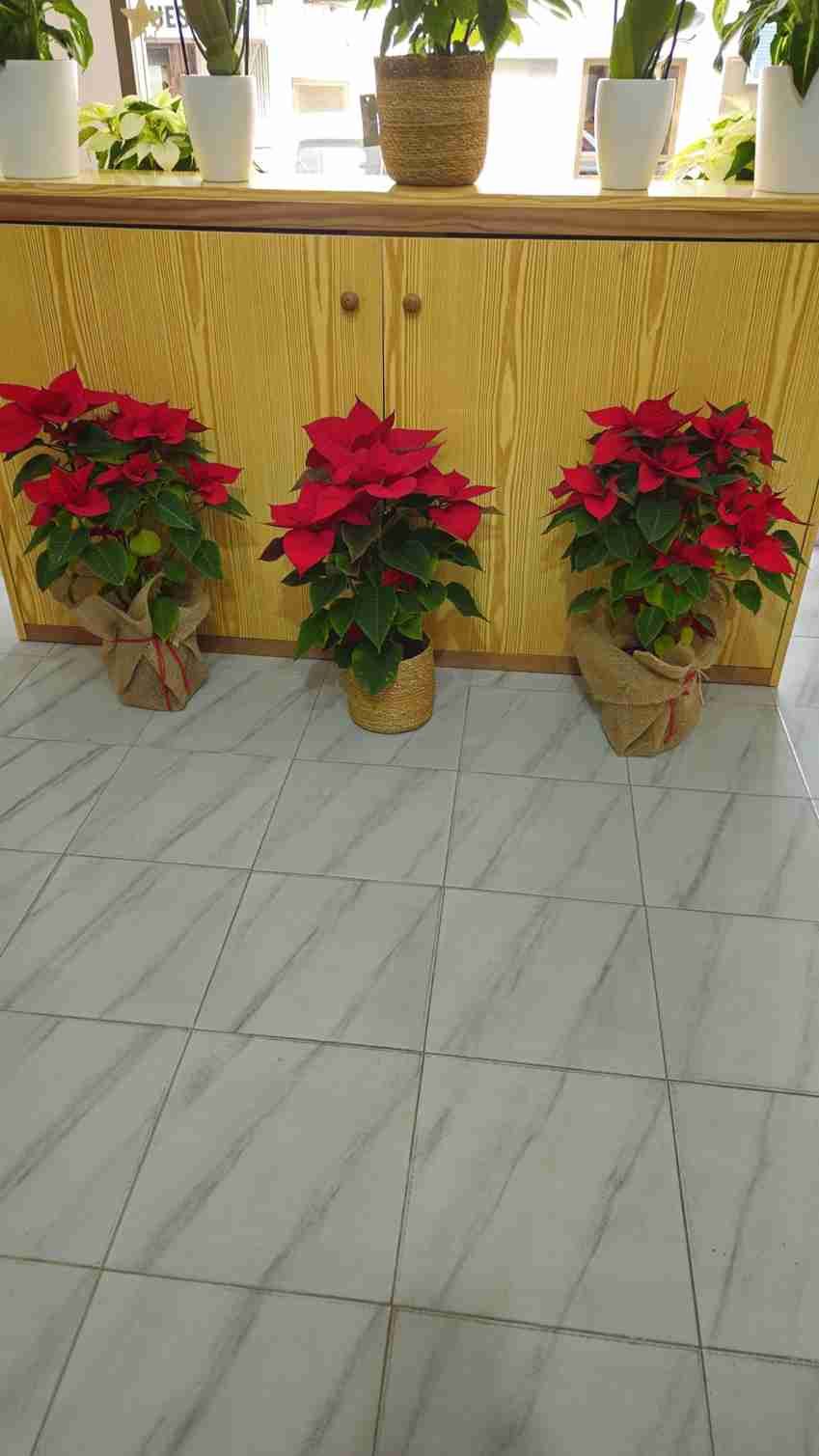 Tres flores de Pascua rojas en macetas envueltas en arpillera reposan sobre un suelo de baldosas delante de un armario de madera.