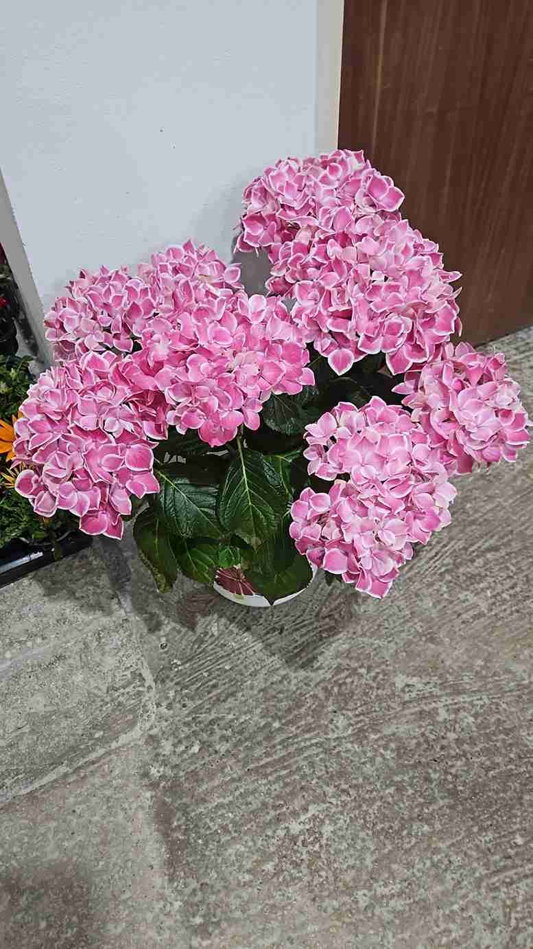 Planta de hortensia rosa en una maceta sobre un suelo de hormigón gris.