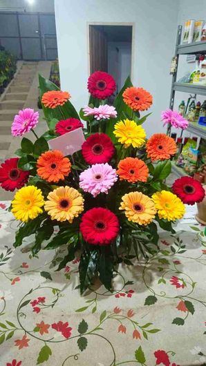 Margaritas gerberas coloridas en un arreglo floral, colocadas sobre una mesa con un mantel floral.