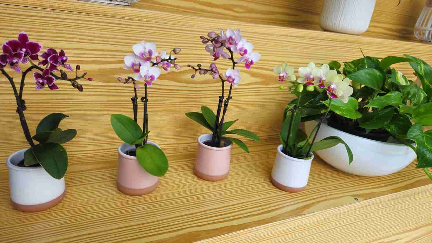 Cuatro orquídeas en macetas rosas y blancas sobre una superficie de madera, y una planta con hojas verdes en una maceta blanca.