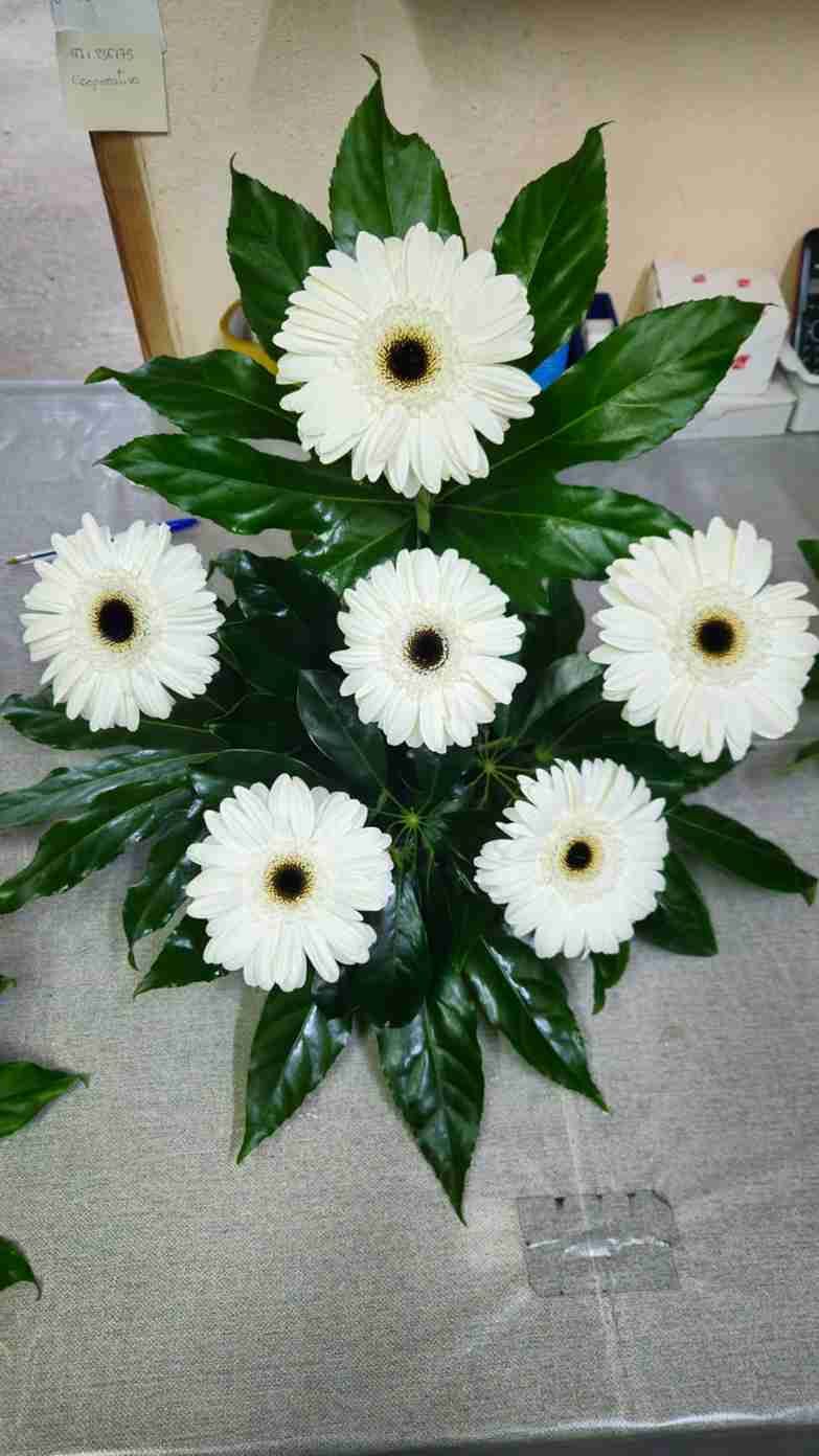 Margaritas gerberas blancas dispuestas con hojas verdes sobre una superficie gris.