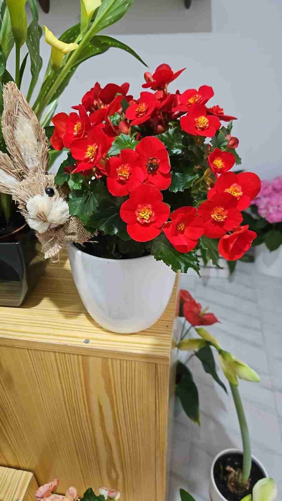 Begonias rojas en maceta blanca sobre un mostrador de madera, con un conejito decorativo y otras plantas en el fondo.
