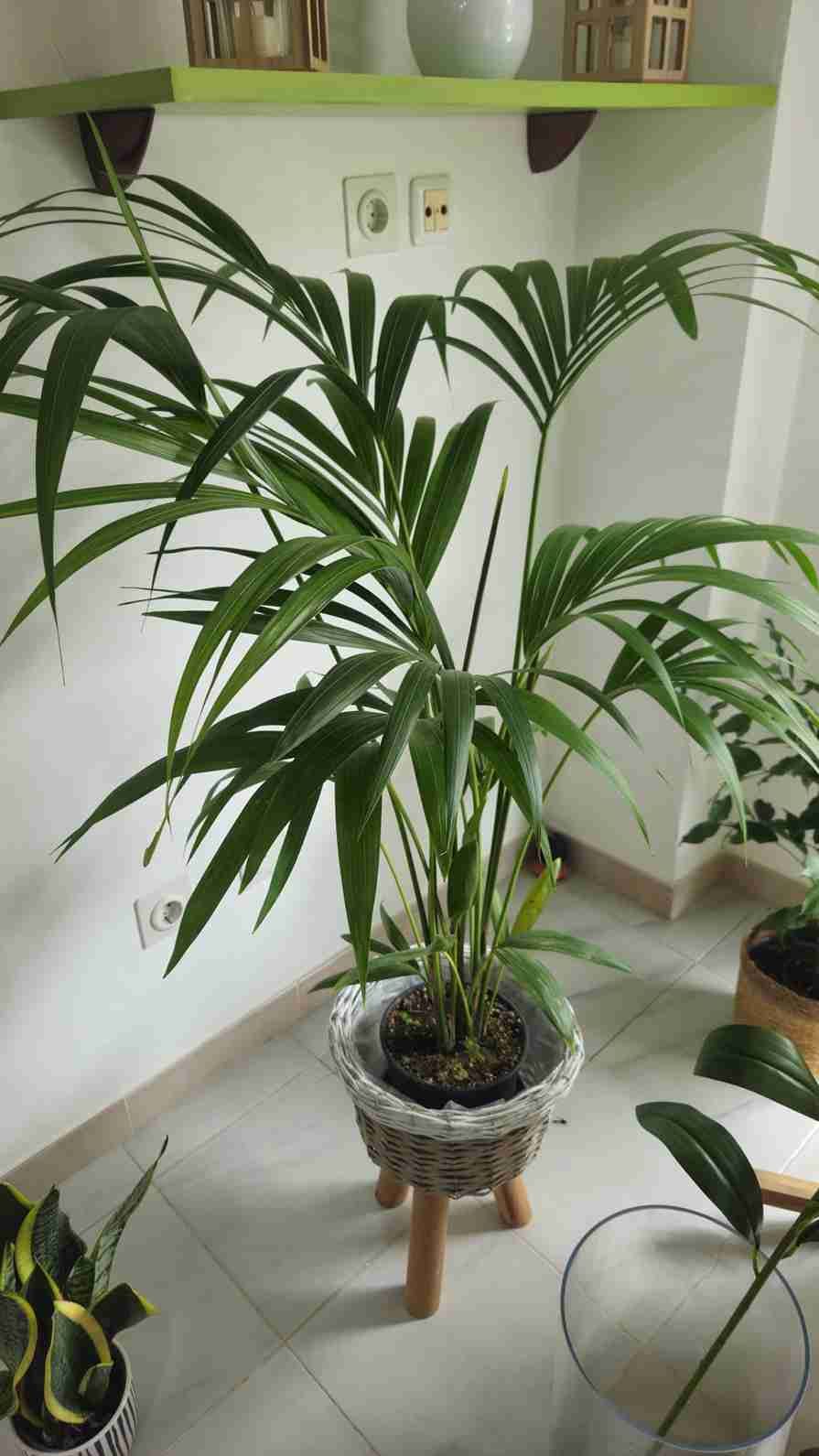 Una palmera alta y verde en una maceta tejida sobre un soporte de madera, dentro de una habitación con otras plantas.