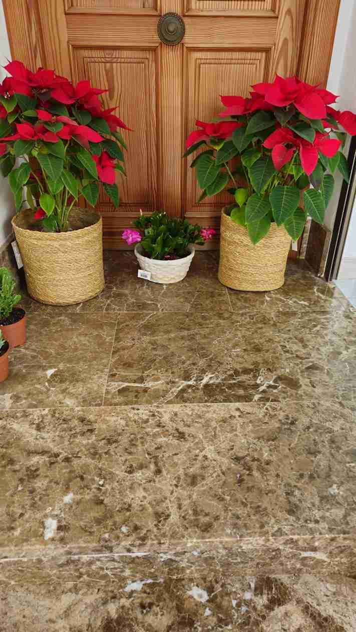 Dos flores de Pascua en macetas tejidas flanquean una flor blanca en maceta, sobre una superficie de mármol, frente a una puerta de madera.