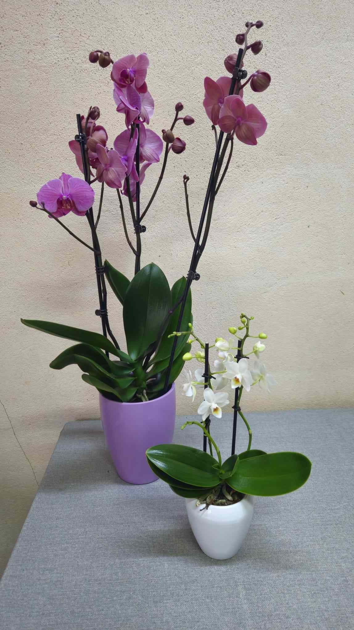 Dos orquídeas en macetas, una violeta y otra blanca, sobre un mantel gris contra una pared beige.