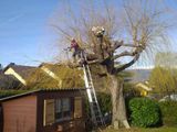 Un ouvrier sur une échelle élague un grand arbre à côté d’une petite maison par une journée ensoleillée