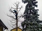 Une personne grimpe à un arbre dénudé près d’une maison au toit jaune, avec un conifère à proximité.