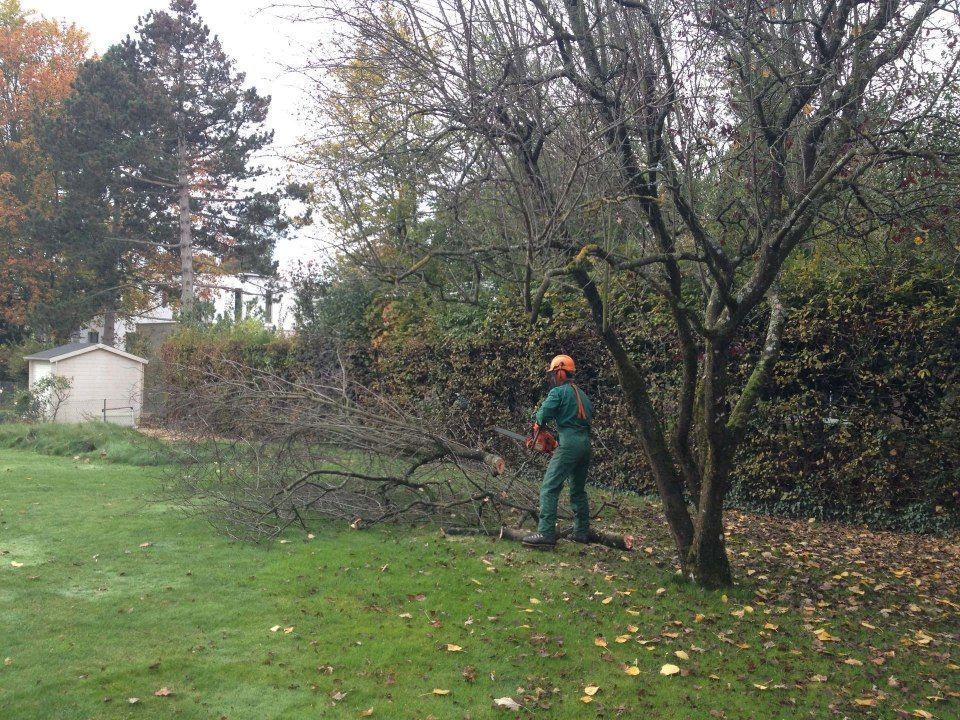 Une personne portant un chapeau orange et une tenue verte utilise une tronçonneuse pour couper un arbre tombé dans un jardin.