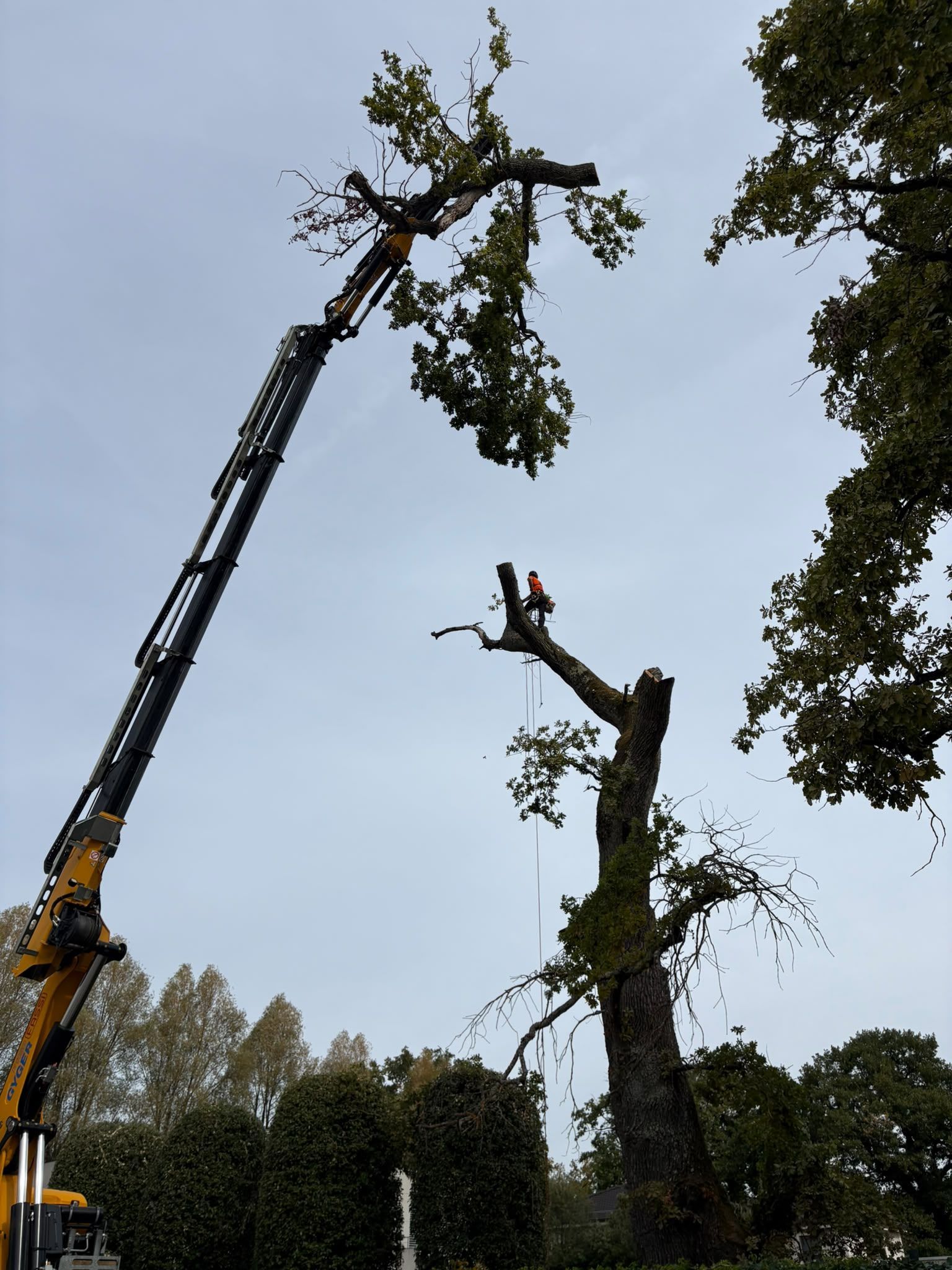 Une personne grimpe à un arbre sans feuilles, près d’une maison, par temps nuageux