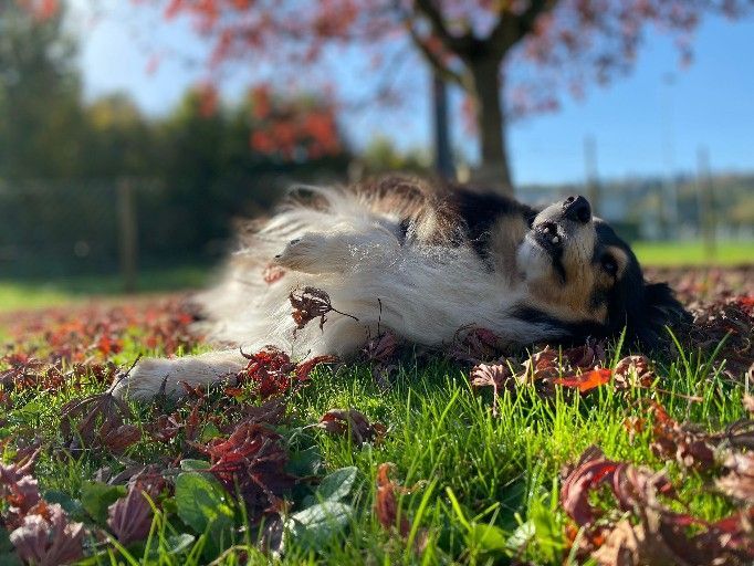 Zwei personalisierte Hundepullover, orange und blau, auf einem Holztisch mit Blumen und Bastelmaterialien