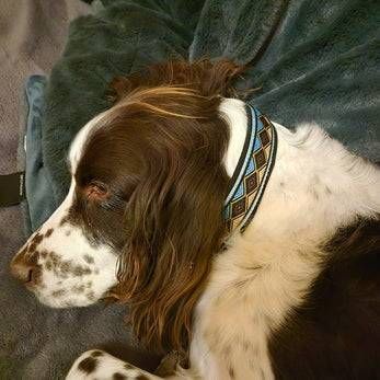 Ein braun-weisser Spaniel ruht auf einer dunkelgrünen Decke und trägt ein gemustertes Halsband.