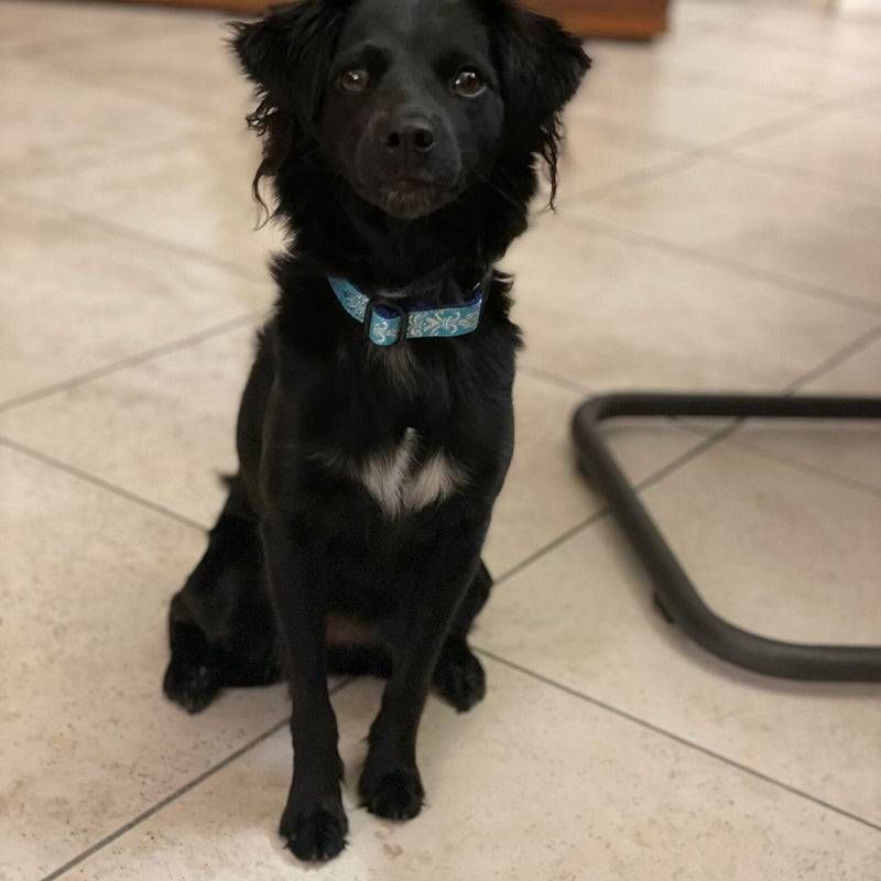 Schwarzer Hund mit blauem Halsband sitzt drinnen auf gefliestem Boden.