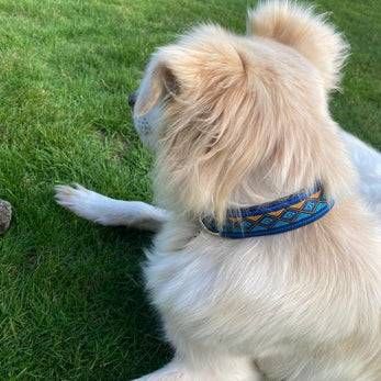 Cremefarbener Hund liegt auf einer Wiese, trägt ein blau gemustertes Halsband, von hinten gesehen.