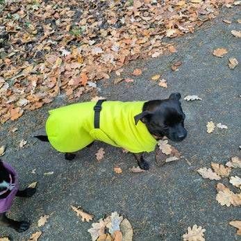 Kleiner schwarzer Hund in einem leuchtend neongelben Mantel steht auf einem laubbedeckten Pfad