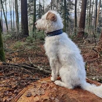 Weisser Hund mit blauem Halsband sitzt auf einem matschigen Waldweg und schaut nach links.