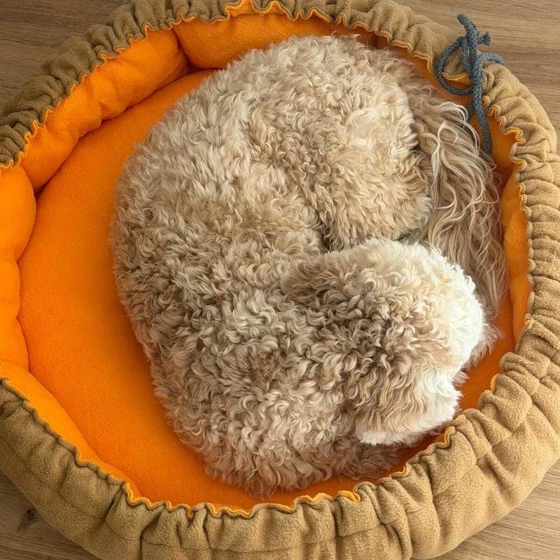 Ein kleiner, lockiger Hund schlief zusammengerollt in einem orangefarbenen, runden Bett.