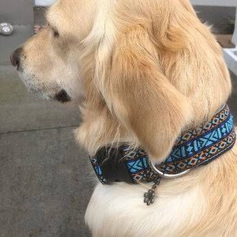 Golden Retriever mit blau gemustertem Geschirr, hier im linken Profil in einem Innenraum zu sehen.