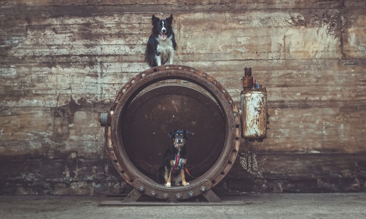 Zwei Hunde sitzen auf einem großen Rohr.