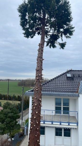 Nadelbaum vor einem Haus