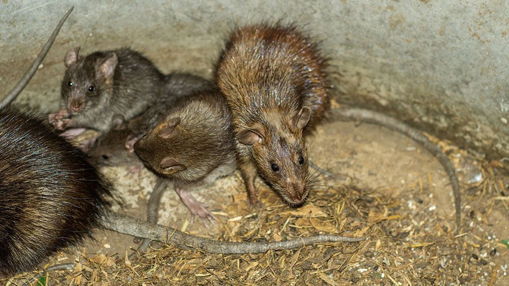 Drei braune Nagetiere kauerten in einem mit Stroh gefüllten Gehege, eines blickte nach vorn.