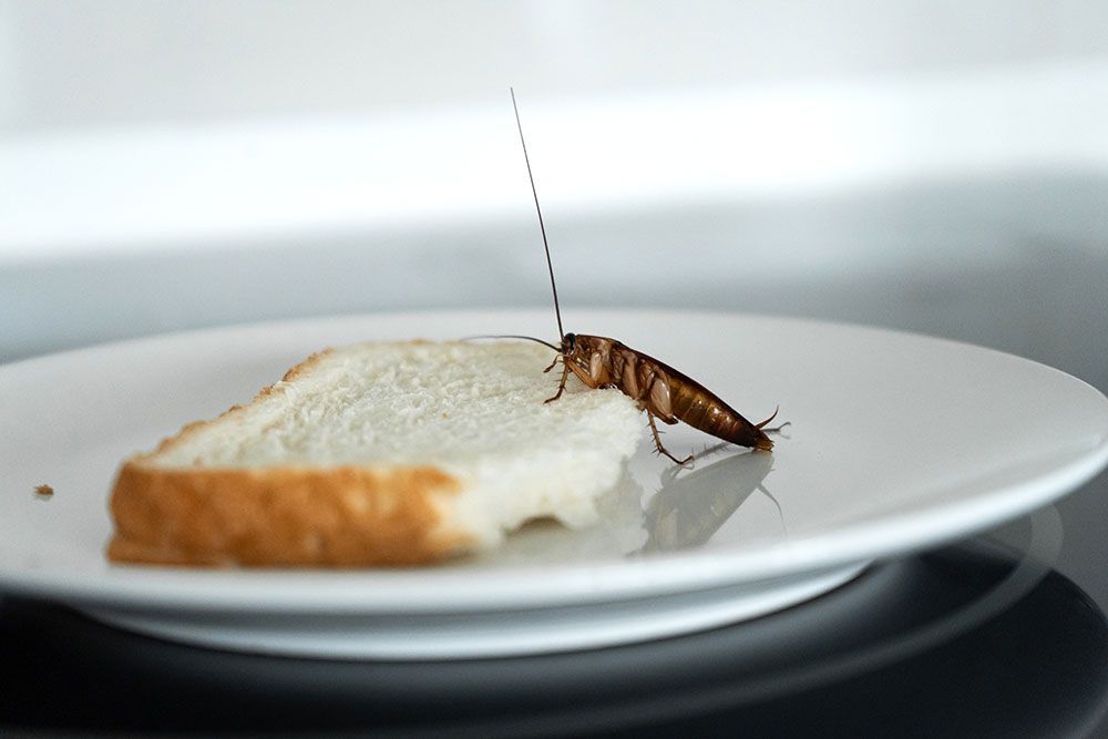 Eine Kakerlake auf einem weißen Teller neben einer Scheibe Brot auf einem dunklen Tisch