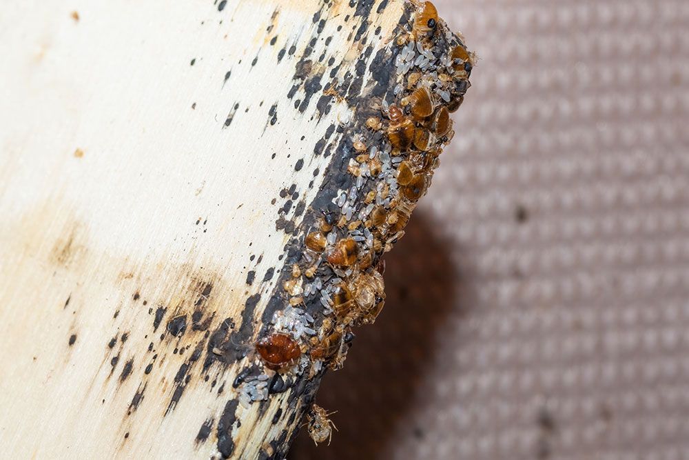 Nahaufnahme einer verrosteten Metallkante mit abblätternder weißer Farbe und dunkler Korrosion.