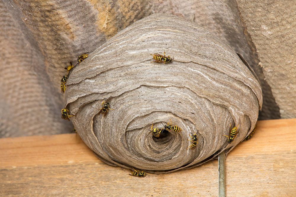 Ein Papierwespennest mit mehreren Wespen ist an einem Holzbalken befestigt.