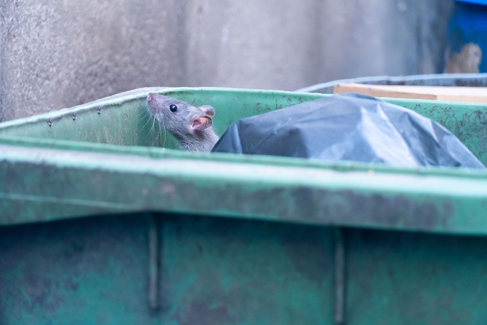Eine Maus lugt aus einem grünen Mülleimer neben einem schwarzen Müllsack hervor.