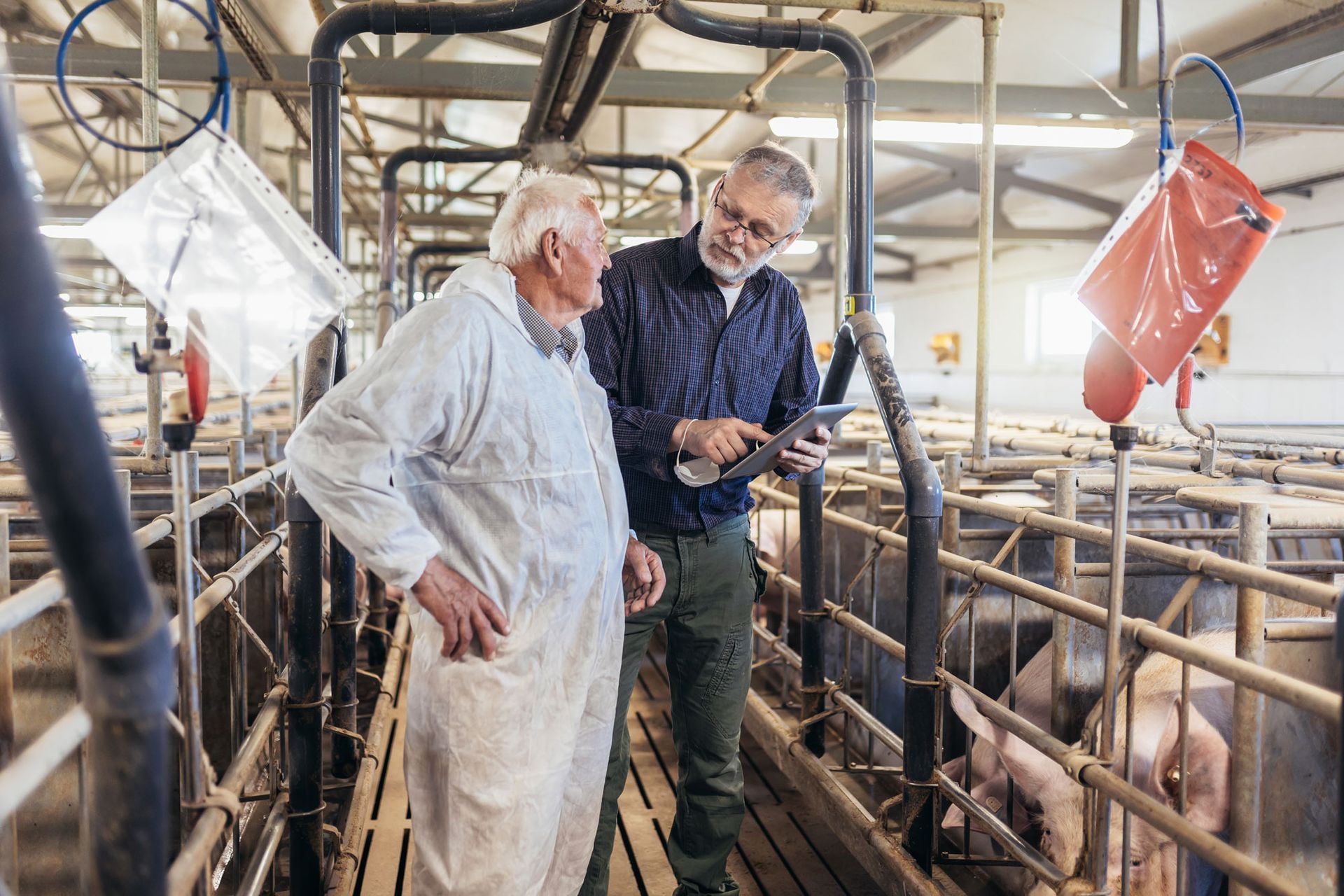 Zwei Männer untersuchen Schweine in einem Stall.