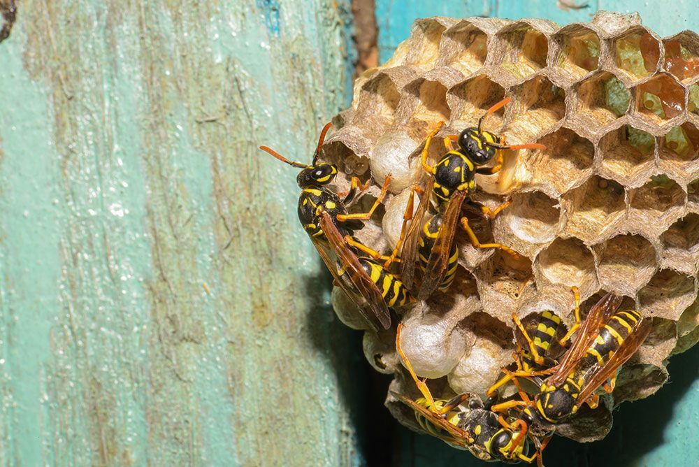 Eine Ansammlung gelb-schwarzer Wespen auf einem wabenförmigen Nest, das an einer Holzoberfläche befestigt ist.
