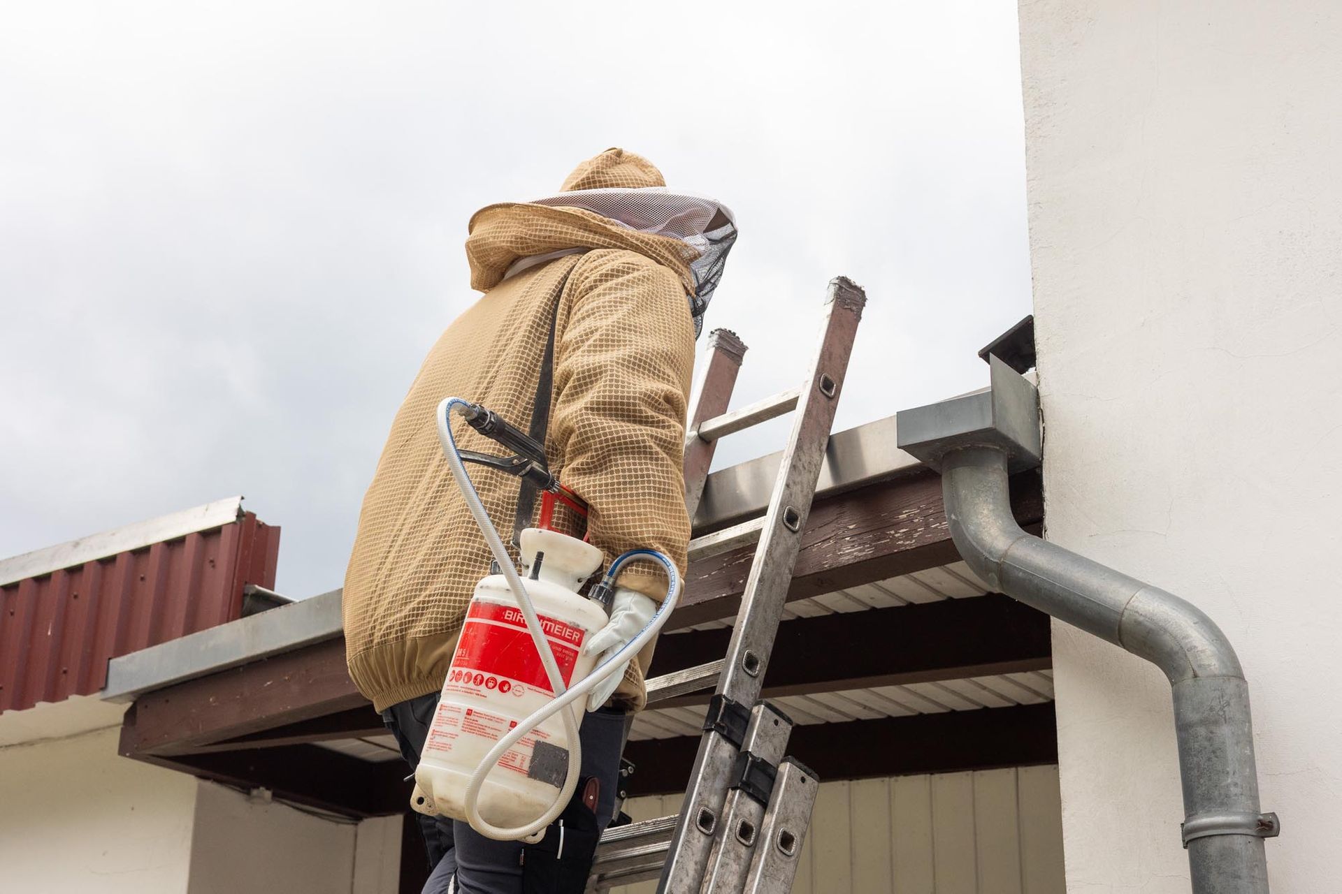 Eine Hand zeigt auf eine junge Maispflanze, die in einem grünen Feld wächst.