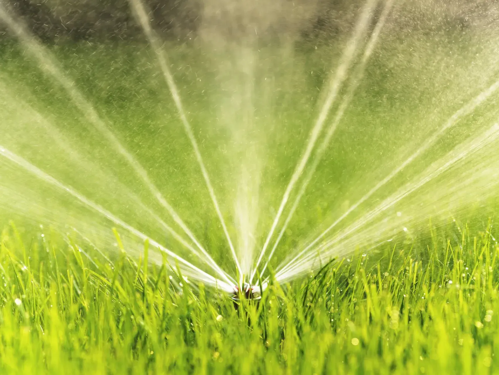 Un arroseur automatique irrigue une pelouse verdoyante et luxuriante grâce à des jets d'eau, en extérieur.